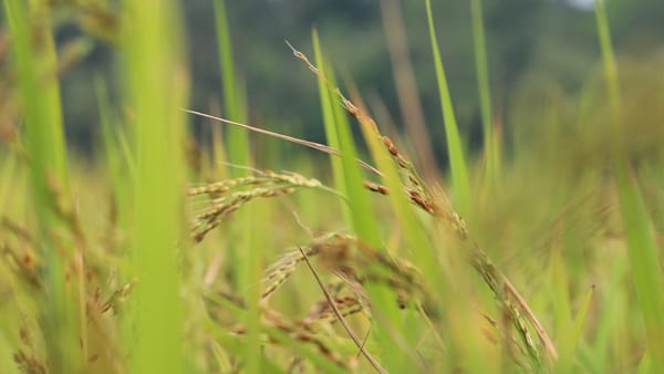 Malaysian Importers Explore Telangana's Rice Varieties